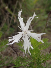 Silene fissipetala