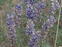 Lupinus plattensis