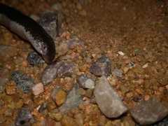 Atractaspis duerdeni