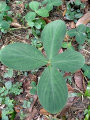 Costus malortieanus