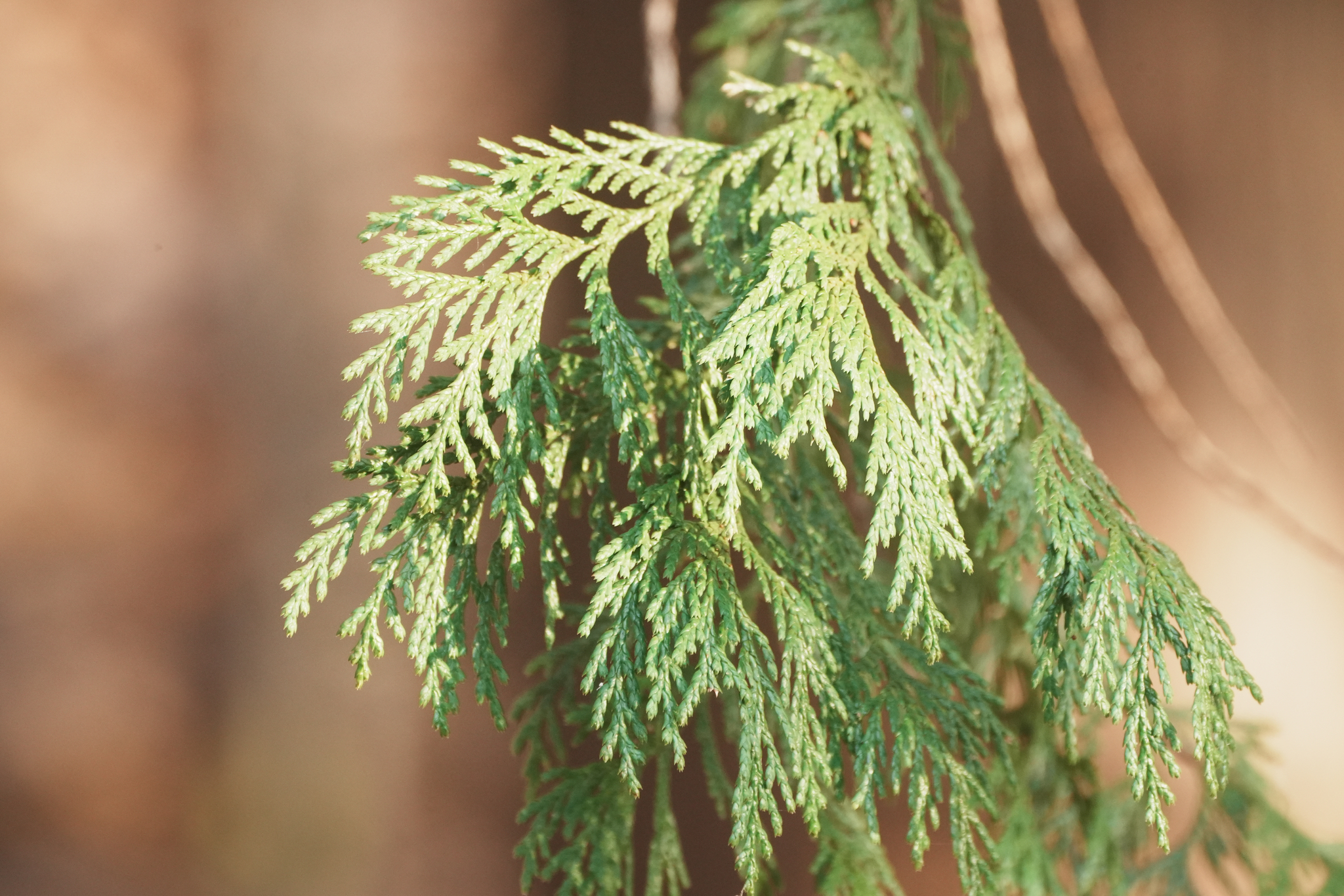 Sawara Cypress (Chamaecyparis pisifera)