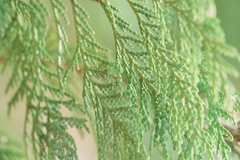 Chamaecyparis pisifera, photograph (c) WATANABE Hitoshi 渡辺仁, some rights reserved (CC BY)