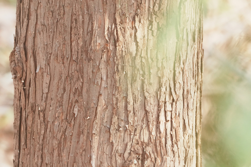 Chamaecyparis pisifera, photograph 2