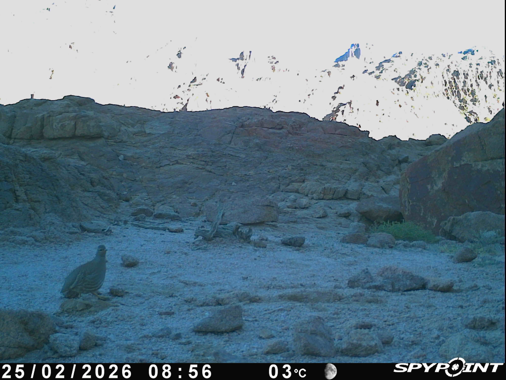 Sand Partridge (Ammoperdix heyi), photo 2