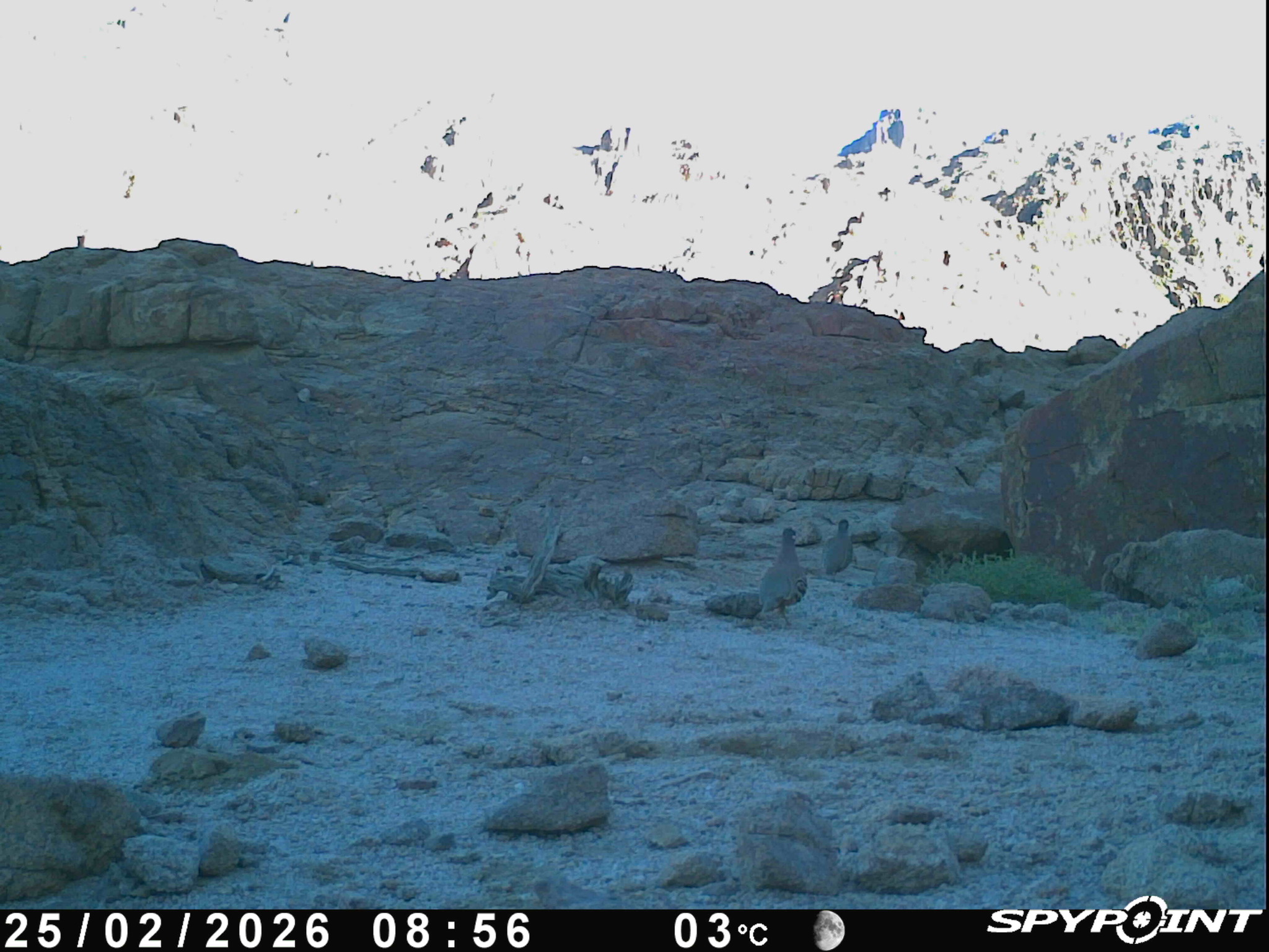 Sand Partridge (Ammoperdix heyi), photo 3