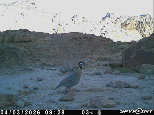 Arabian Partridge (Alectoris melanocephala), photo 4
