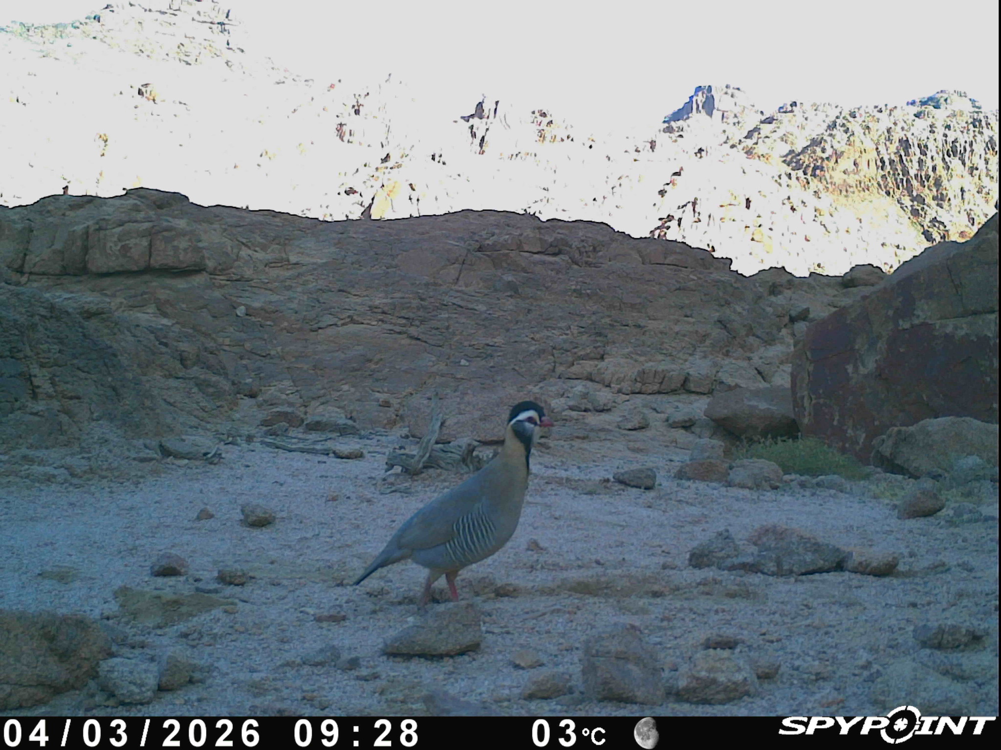 Arabian Partridge (Alectoris melanocephala), photo 4
