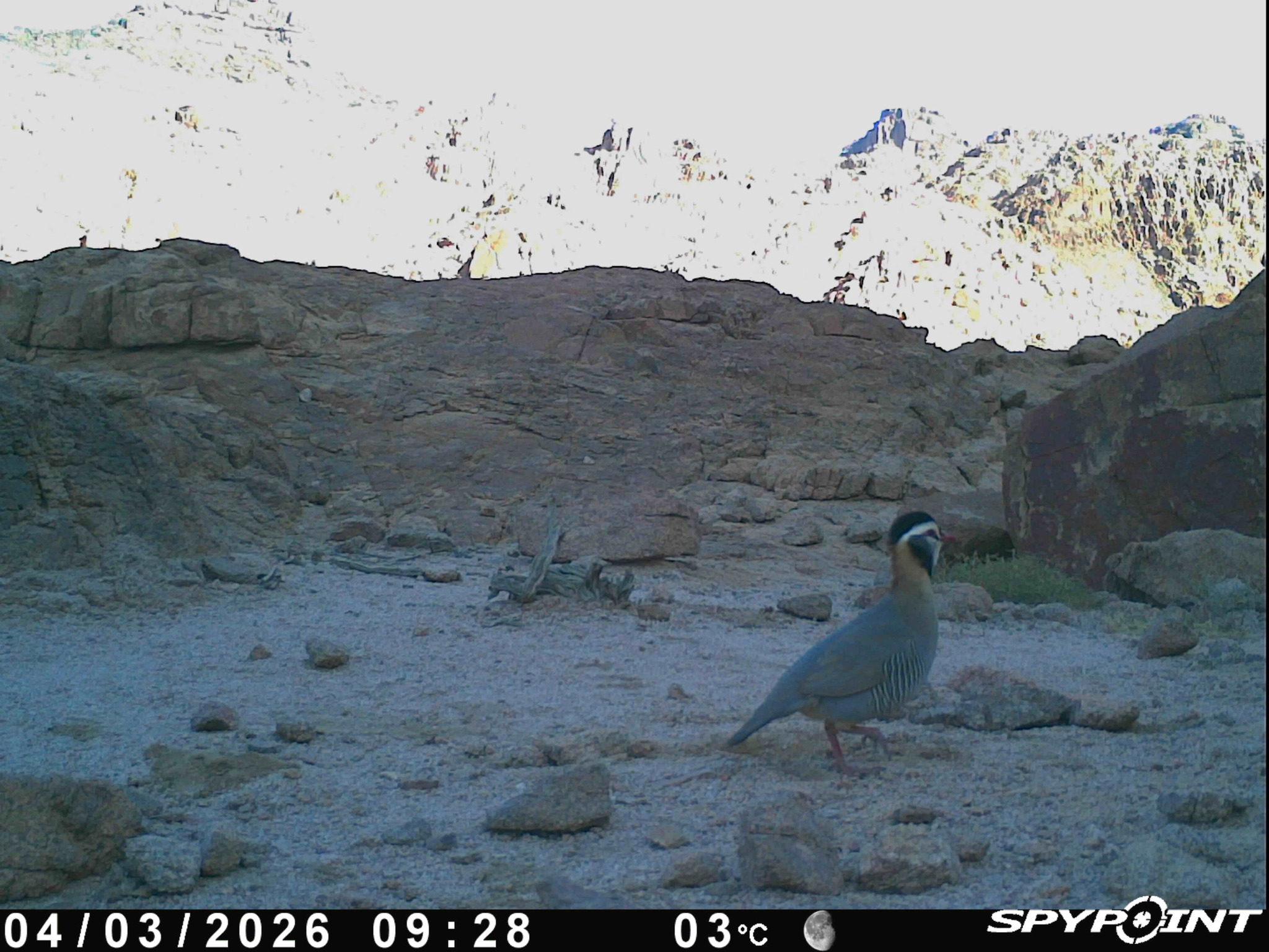 Arabian Partridge (Alectoris melanocephala), photo 5