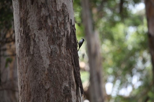 Gilbert's Honeyeater (Melithreptus chloropsis), photo 3