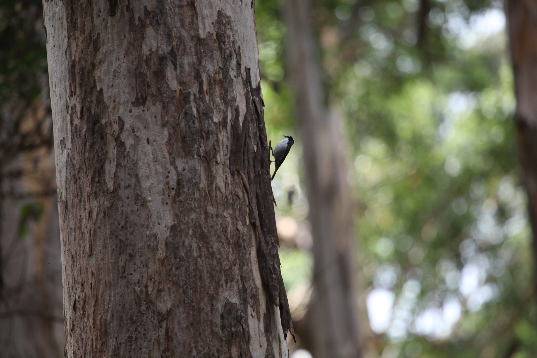 Gilbert's Honeyeater (Melithreptus chloropsis), photo 6