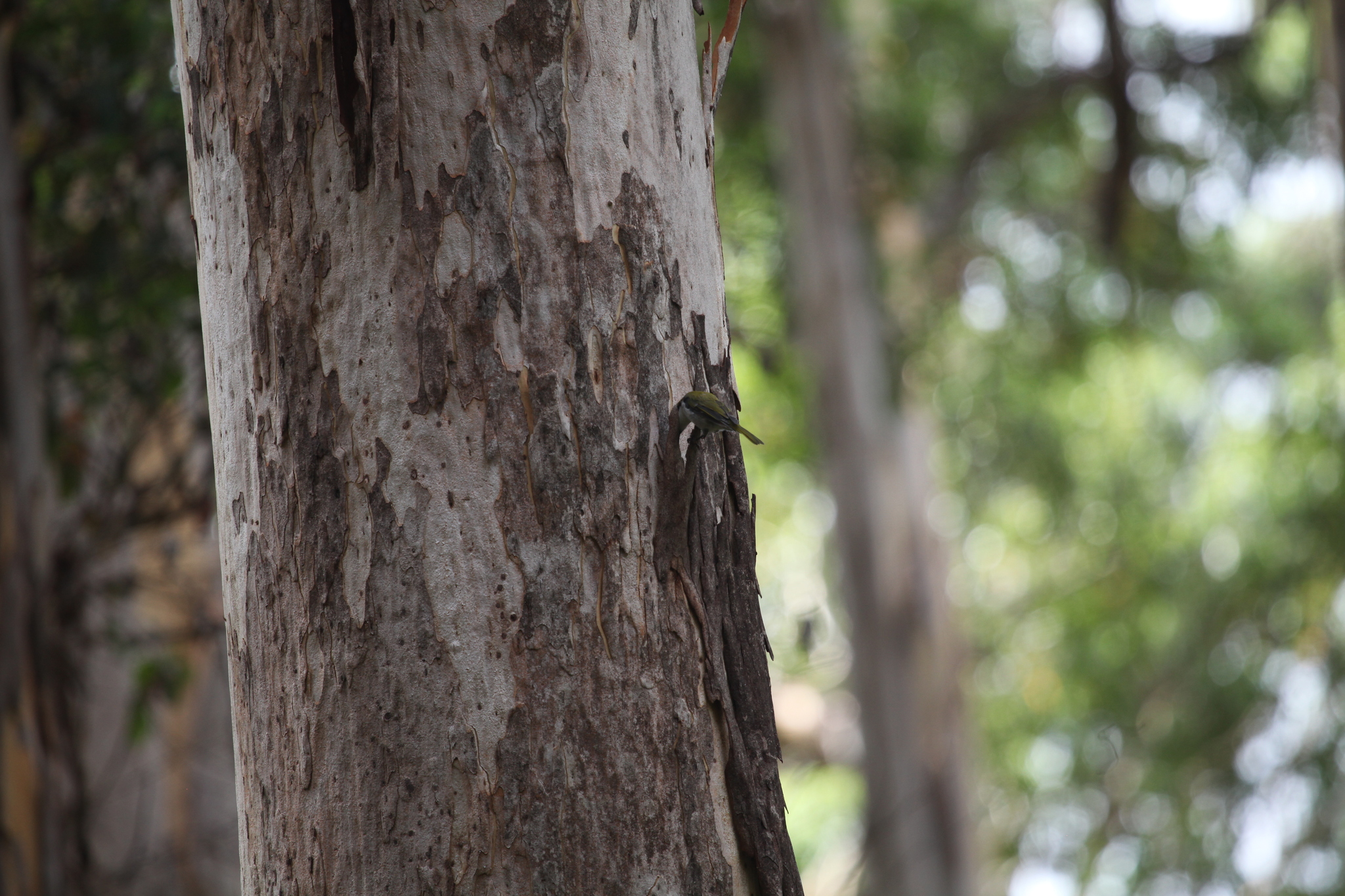 Gilbert's Honeyeater (Melithreptus chloropsis), photo 7