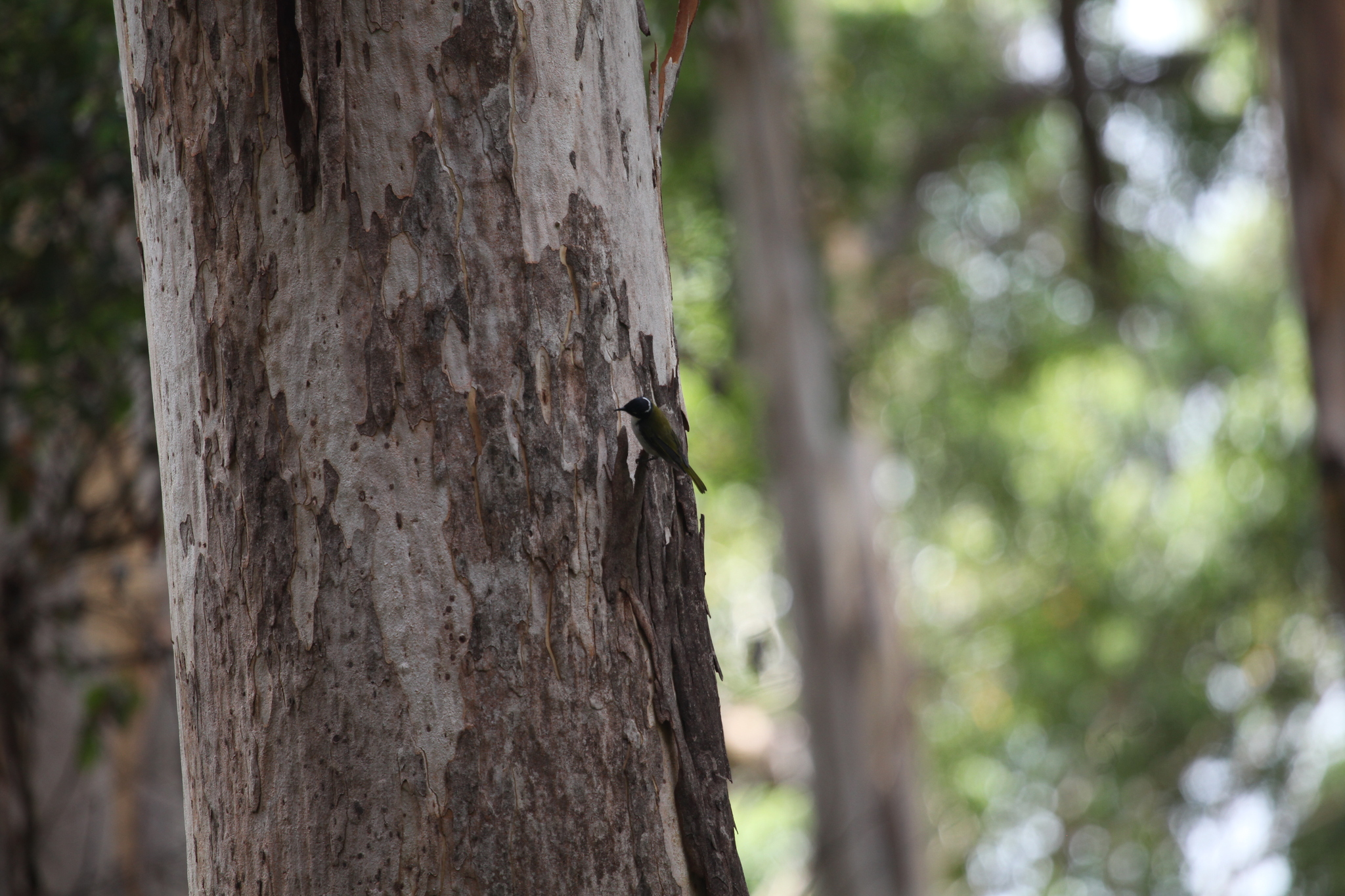 Gilbert's Honeyeater (Melithreptus chloropsis), photo 8
