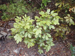 Pseudopanax discolor