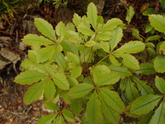 Pseudopanax discolor