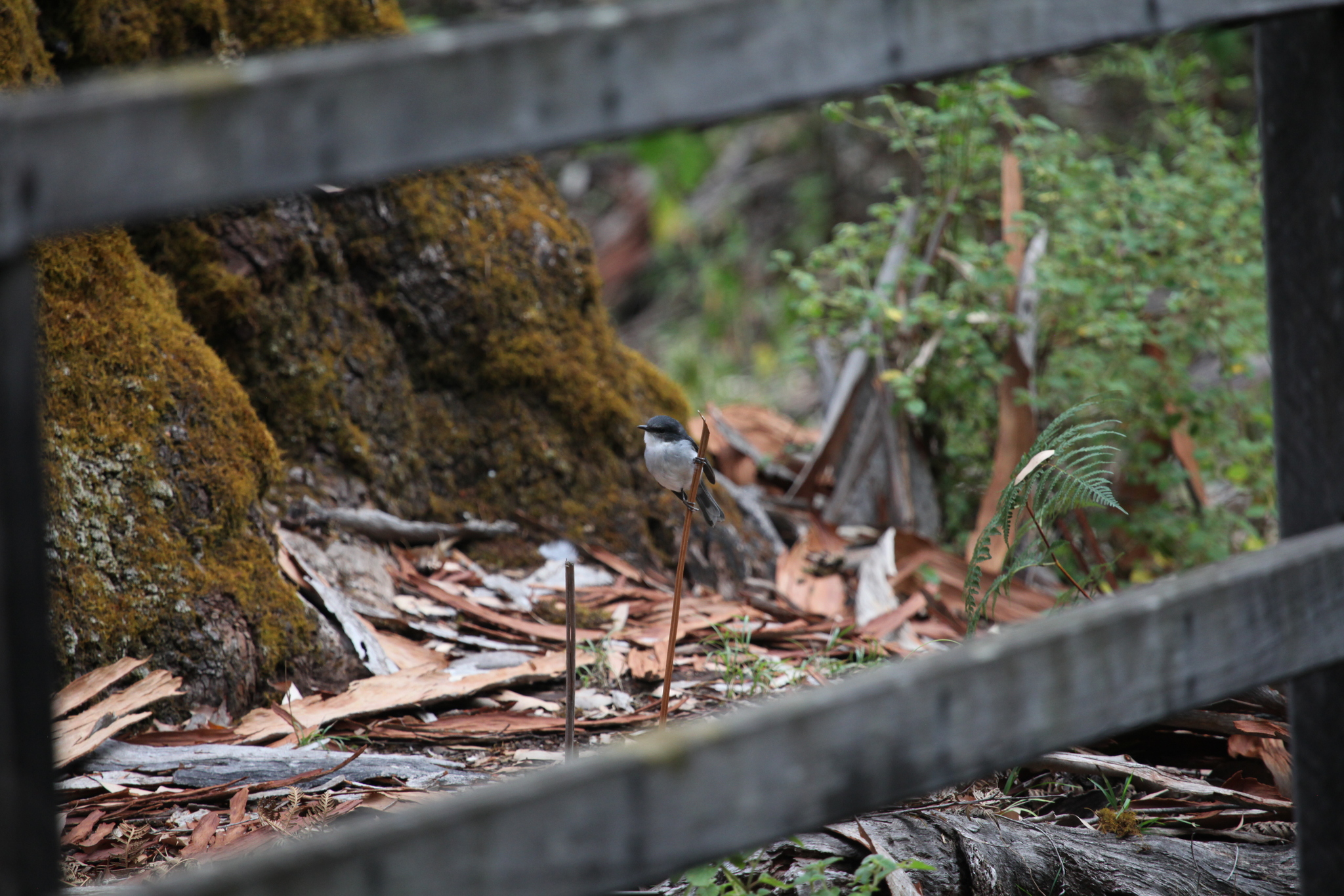 White-breasted Robin (Eopsaltria georgiana), photo 3