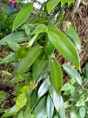 Vanilla planifolia