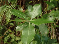 Pittosporum huttonianum