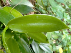 Vanilla planifolia