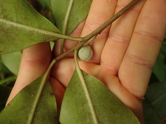 Pittosporum huttonianum