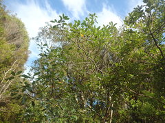 Pittosporum huttonianum