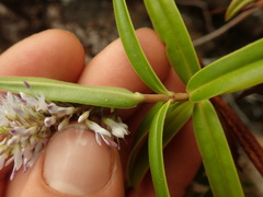 Veronica pubescens pubescens