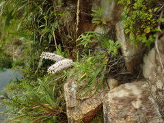 Veronica pubescens pubescens