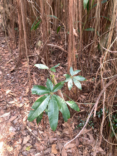 saba nut tree (Pachira glabra)