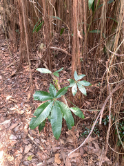 Saba Nut Tree (Pachira glabra)