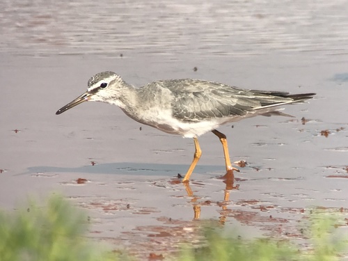 Grey-tailed Tattler