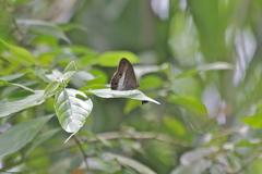 Euptychoides nossis