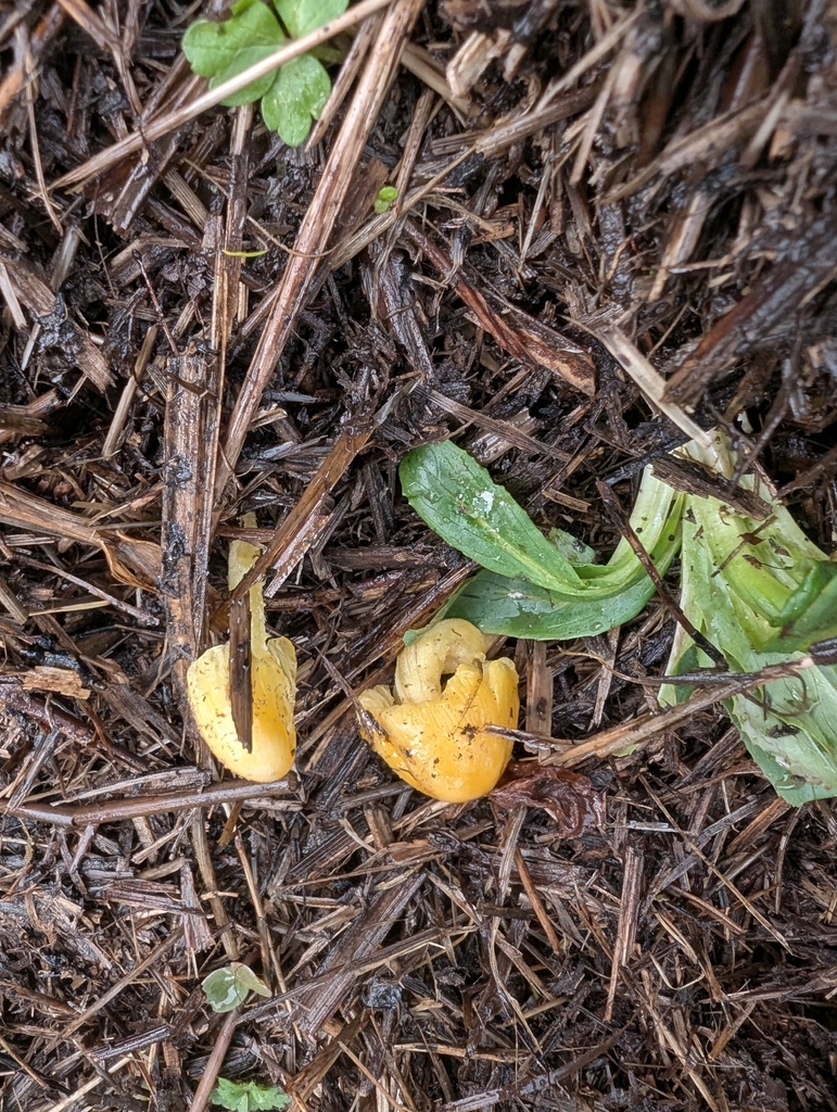 Bolbitius titubans · March 2026 · photo: © gillpettitt (iNaturalist, cc0)