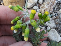 Gemeines Greiskraut (Senecio vulgaris): Herkunft und Verwendung — Foto 3