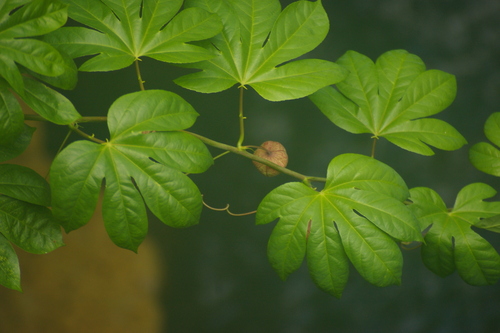 tagua tagua (Passiflora serratodigitata)