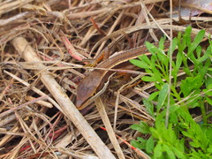 Takydromus stejnegeri