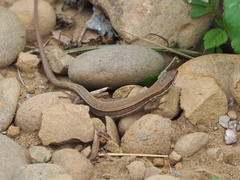 Takydromus stejnegeri