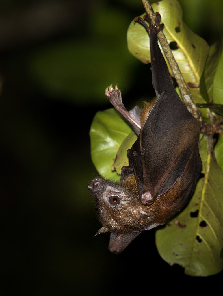 Andersen's Naked-backed Fruit Bat