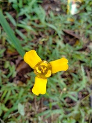 Trimezia martinicensis