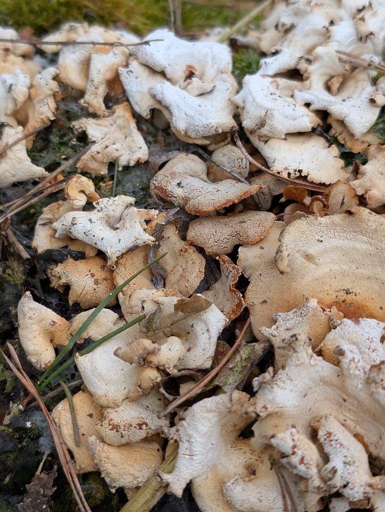 Panellus stipticus · March 2026 · photo: © sadyfox (iNaturalist, cc0)