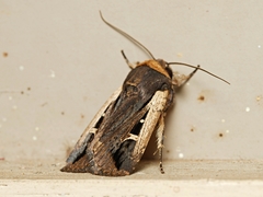 Proteuxoa tortisigna