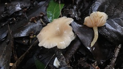 Clitocybe salmonilamella