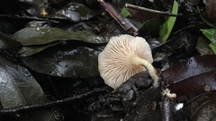 Clitocybe salmonilamella