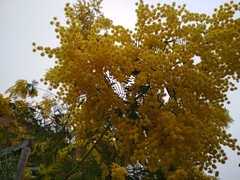 Acacia dealbata dealbata