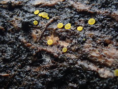 Pezizellaceae