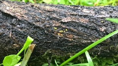 Pezizellaceae