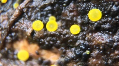 Pezizellaceae