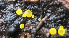 Pezizellaceae