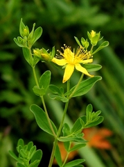 Hypericum kamtschaticum