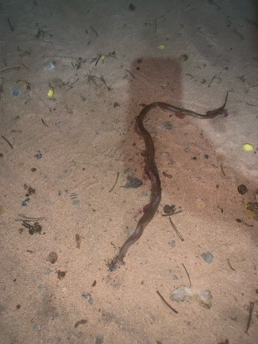Cape House Snake
