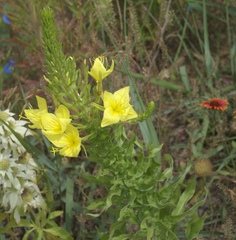 Oenothera rhombipetala