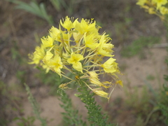Oenothera rhombipetala